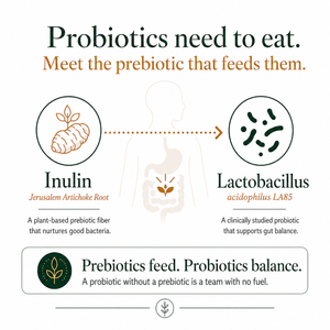 An infographic explaining the relationship between prebiotics and probiotics. It features illustrations of an artichoke root labeled 'Inulin' and probiotic bacteria labeled 'Lactobacillus LA85', connected by a dotted arrow pointing to a simplified human digestive system.