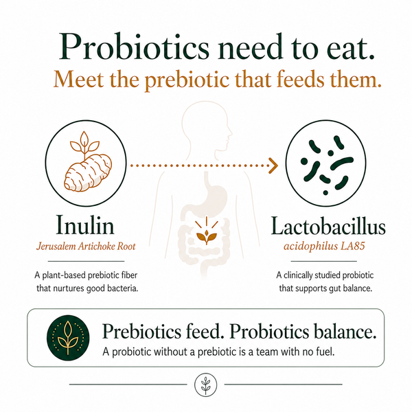 An infographic explaining the relationship between prebiotics and probiotics. It features illustrations of an artichoke root labeled 'Inulin' and probiotic bacteria labeled 'Lactobacillus LA85', connected by a dotted arrow pointing to a simplified human digestive system.